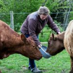 Woman feeding two brown cows on a farm.